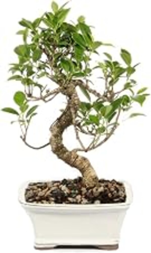 Brussel's Bonsai - Small Ficus Live Bonsai Tree, Potted Indoor Plant | 4 Years Old, 5" - 8" Tall, Decorative Potted Plant, Ready to Display, Indoor Plant for Home or Office