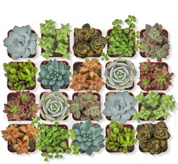 Altman Plants, Live Succulent Plants (20 Pack) Assorted Potted Succulents Plants Live House Plants in Cacti and Succulent Soil Mix, Cactus Plants Live Indoor Plants Live Houseplants in Planter Pots