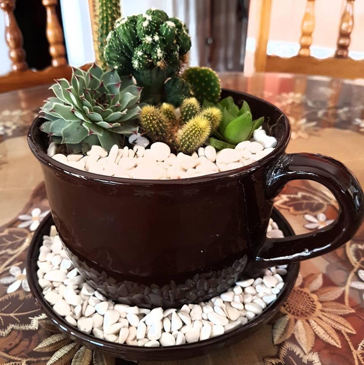 PLANTAS: PLANTAS DESÉRTICAS