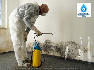 Mold Remediation Cost
