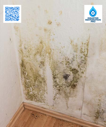 Mold Remediation - Disaster Restoration Pro