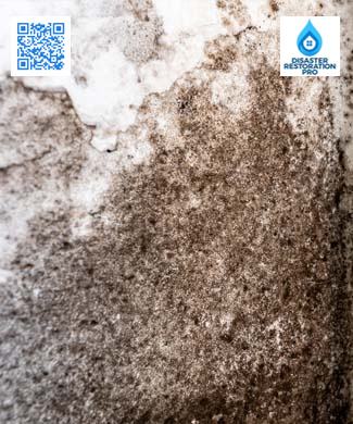 Mold Remediation Cost