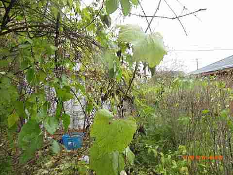 IMG_3991_m.JPG