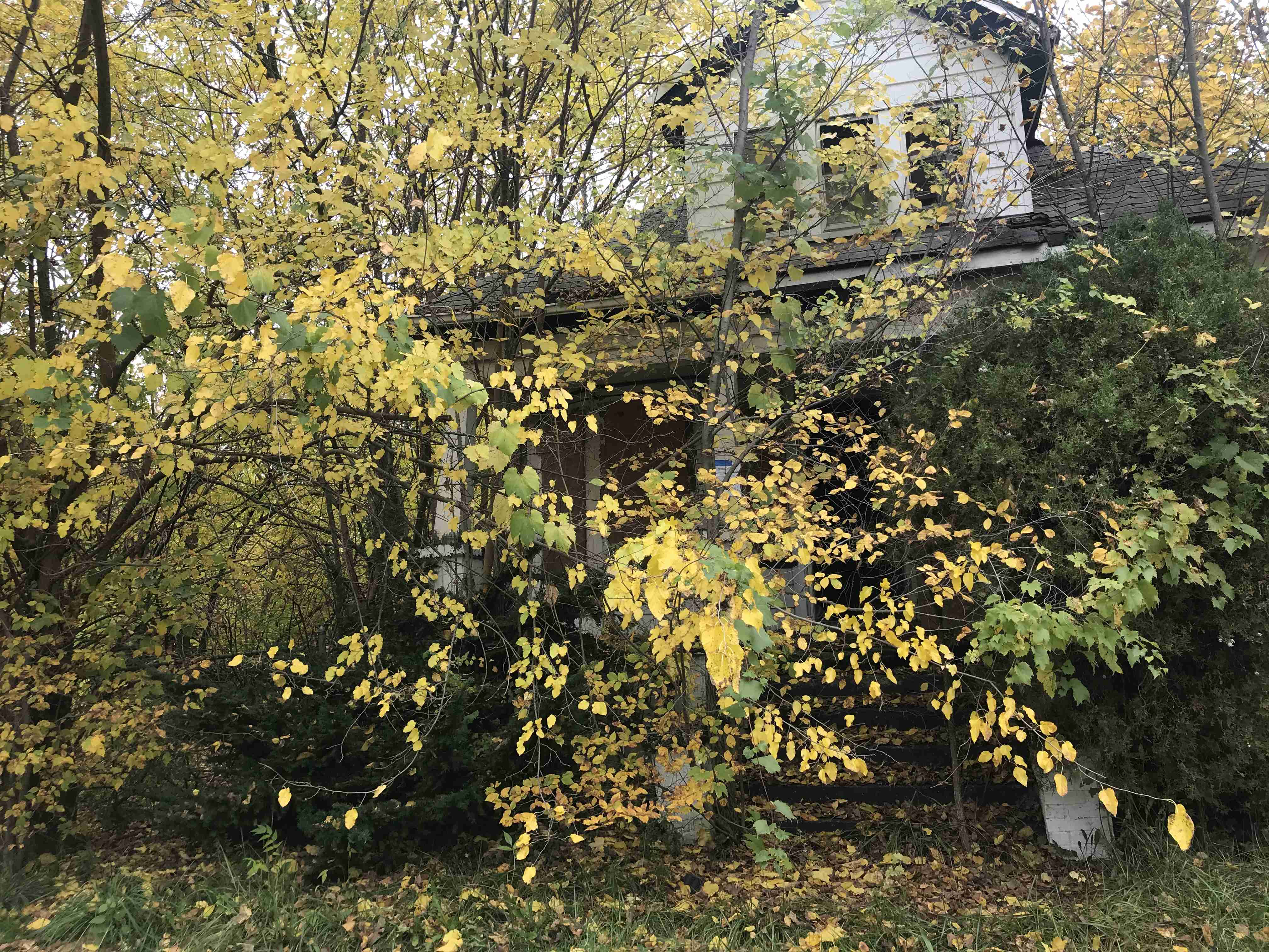 4266951_0030.jpg