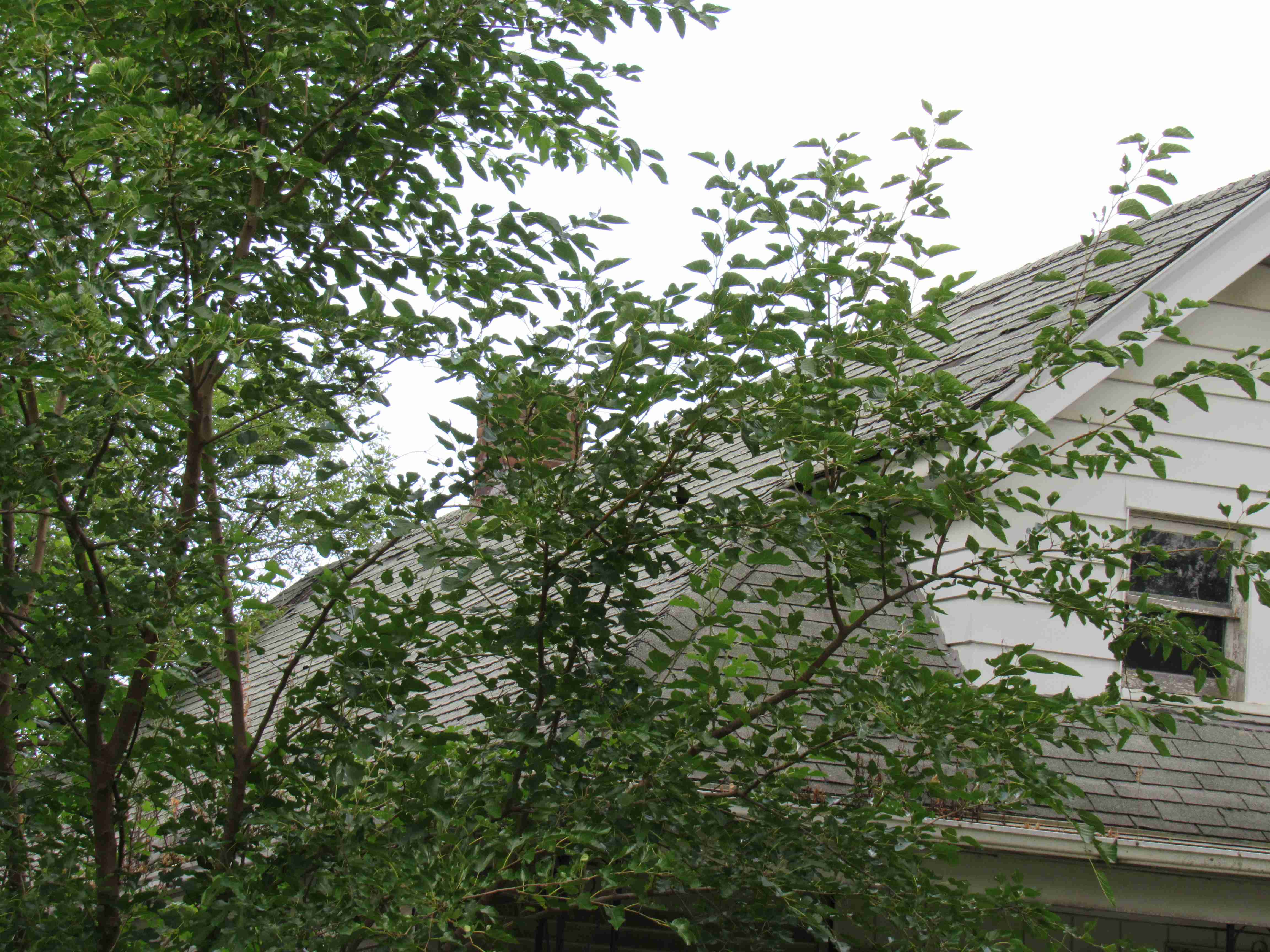 IMG_7314.JPG
