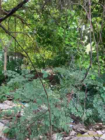 3072342-1_042.jpg