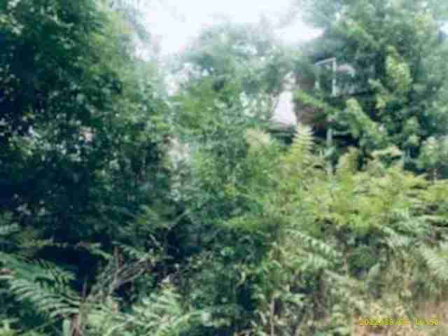3072420-1_006.jpg