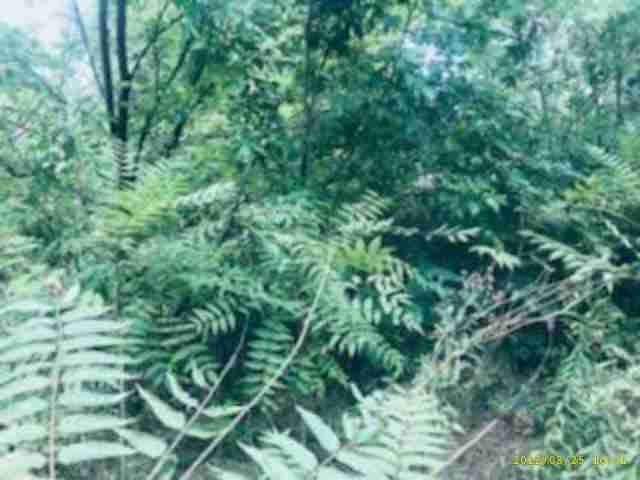 3072420-1_011.jpg