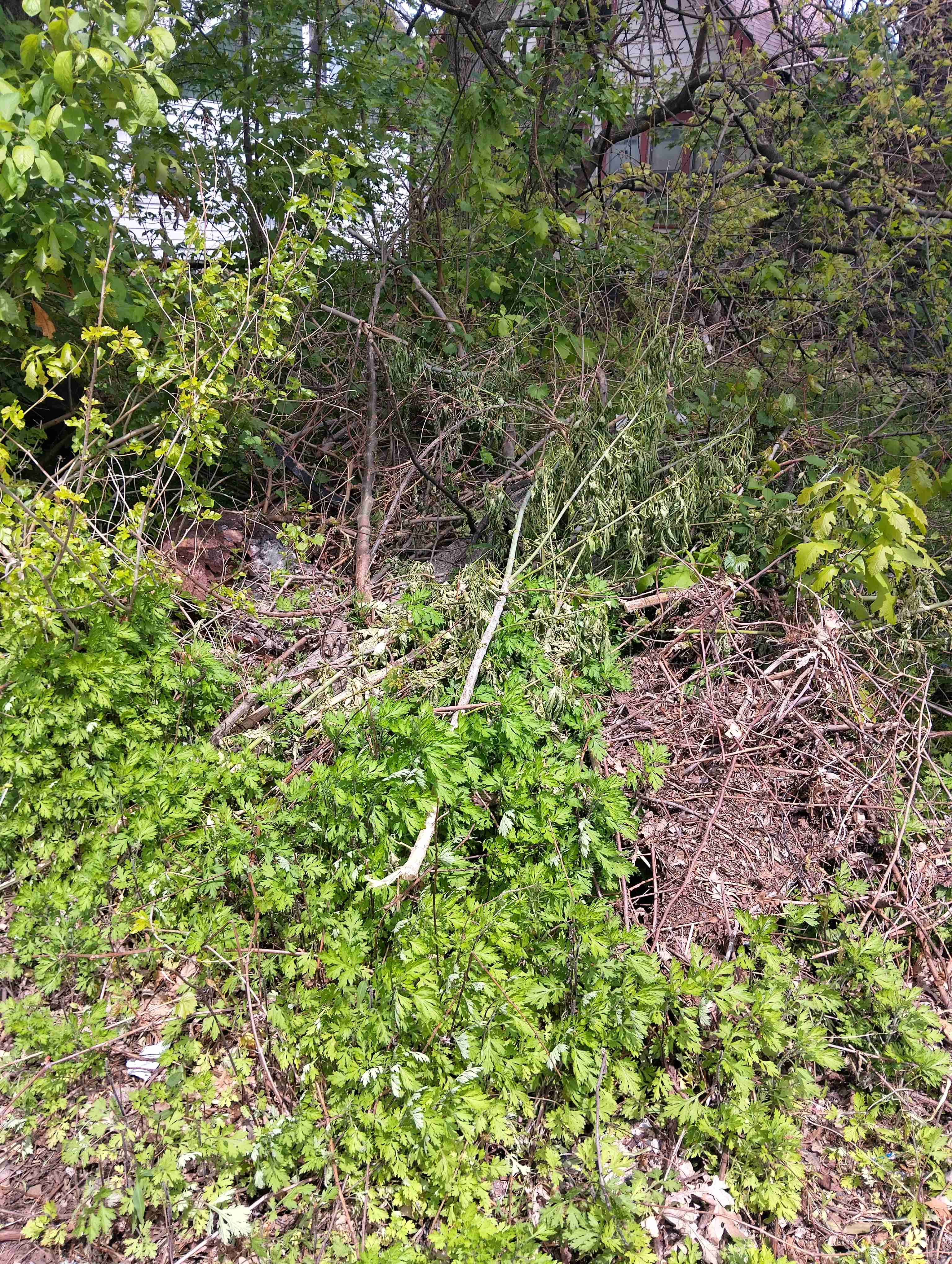 IMG_20260514_141448_HDR.jpg