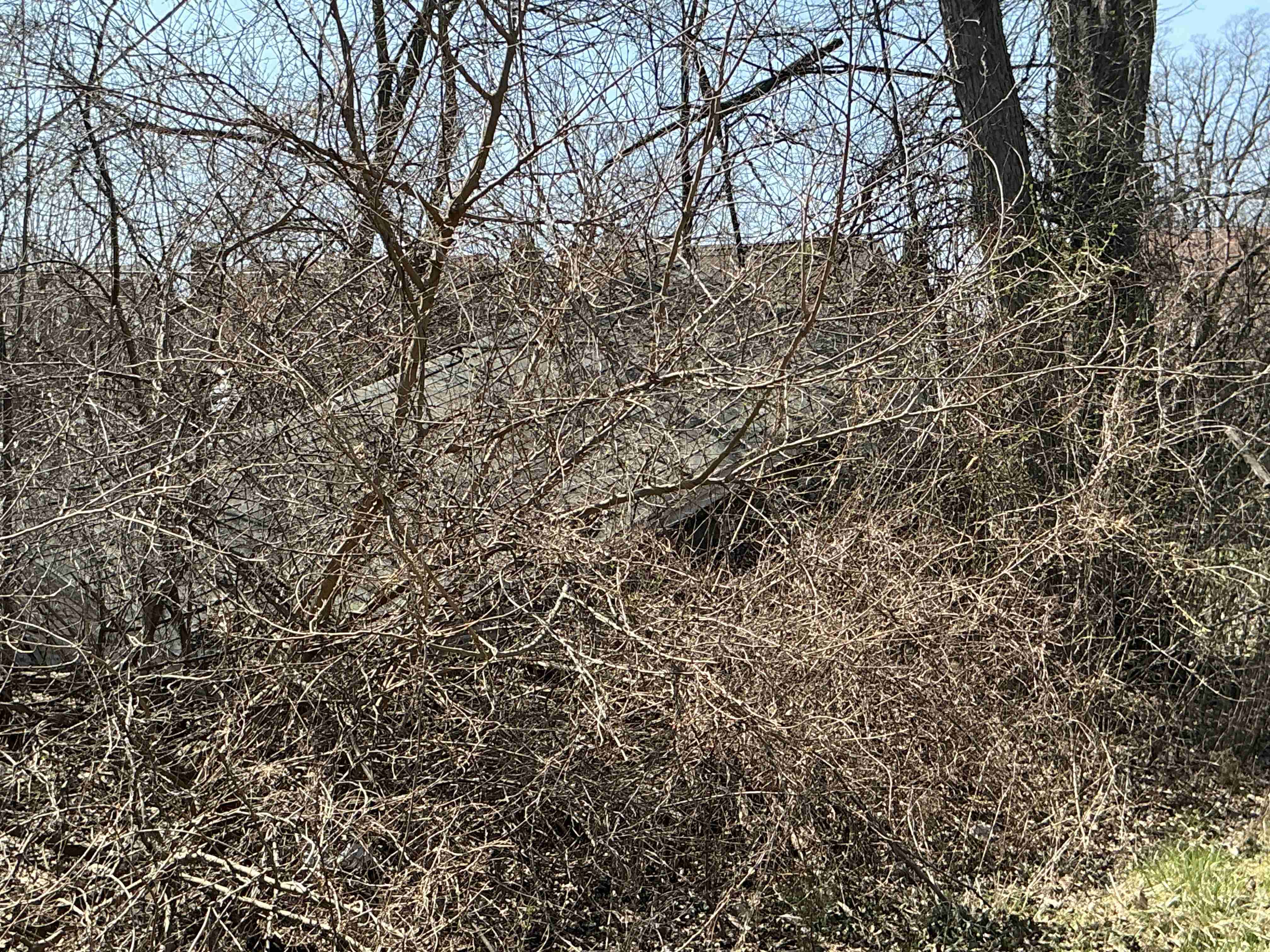 IMG_4346.jpeg