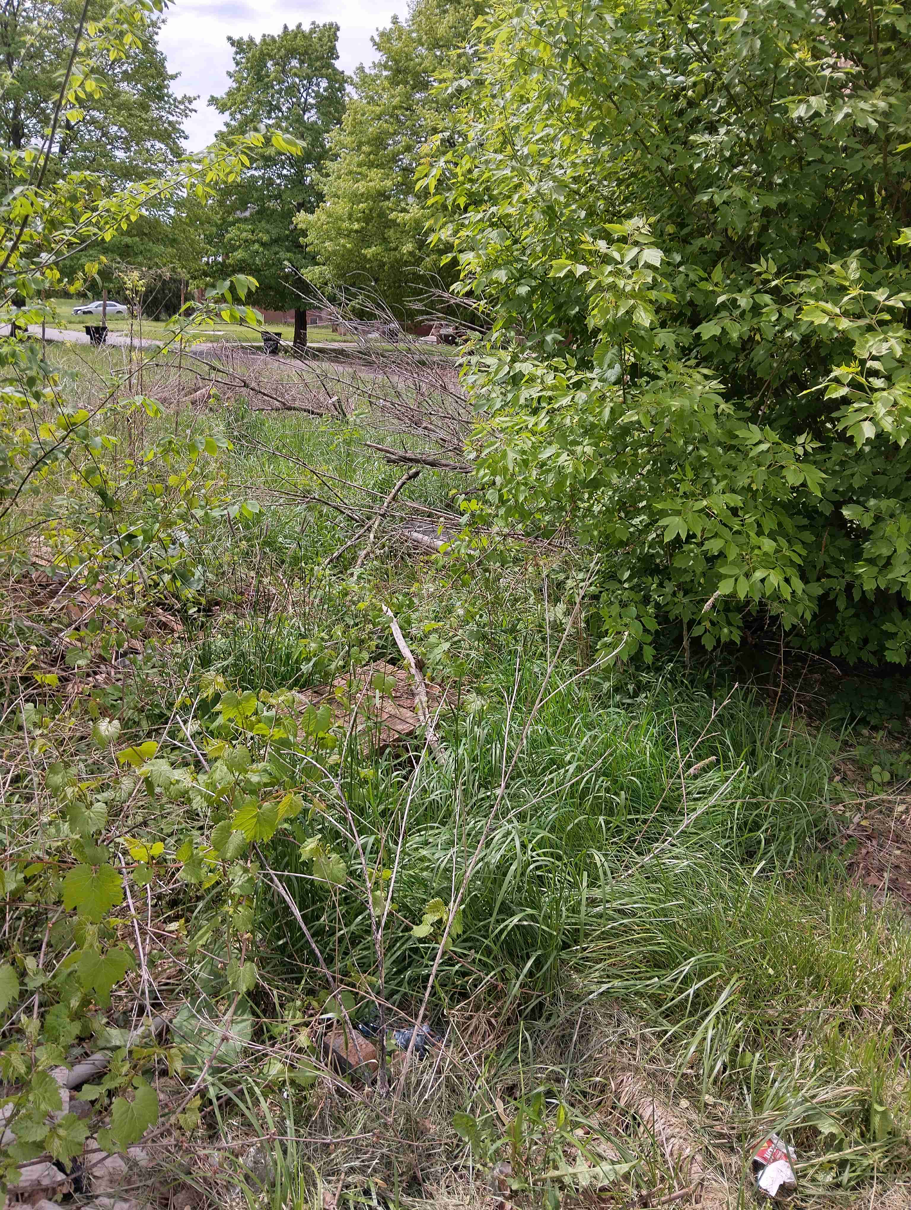 IMG_20260515_121728_HDR.jpg