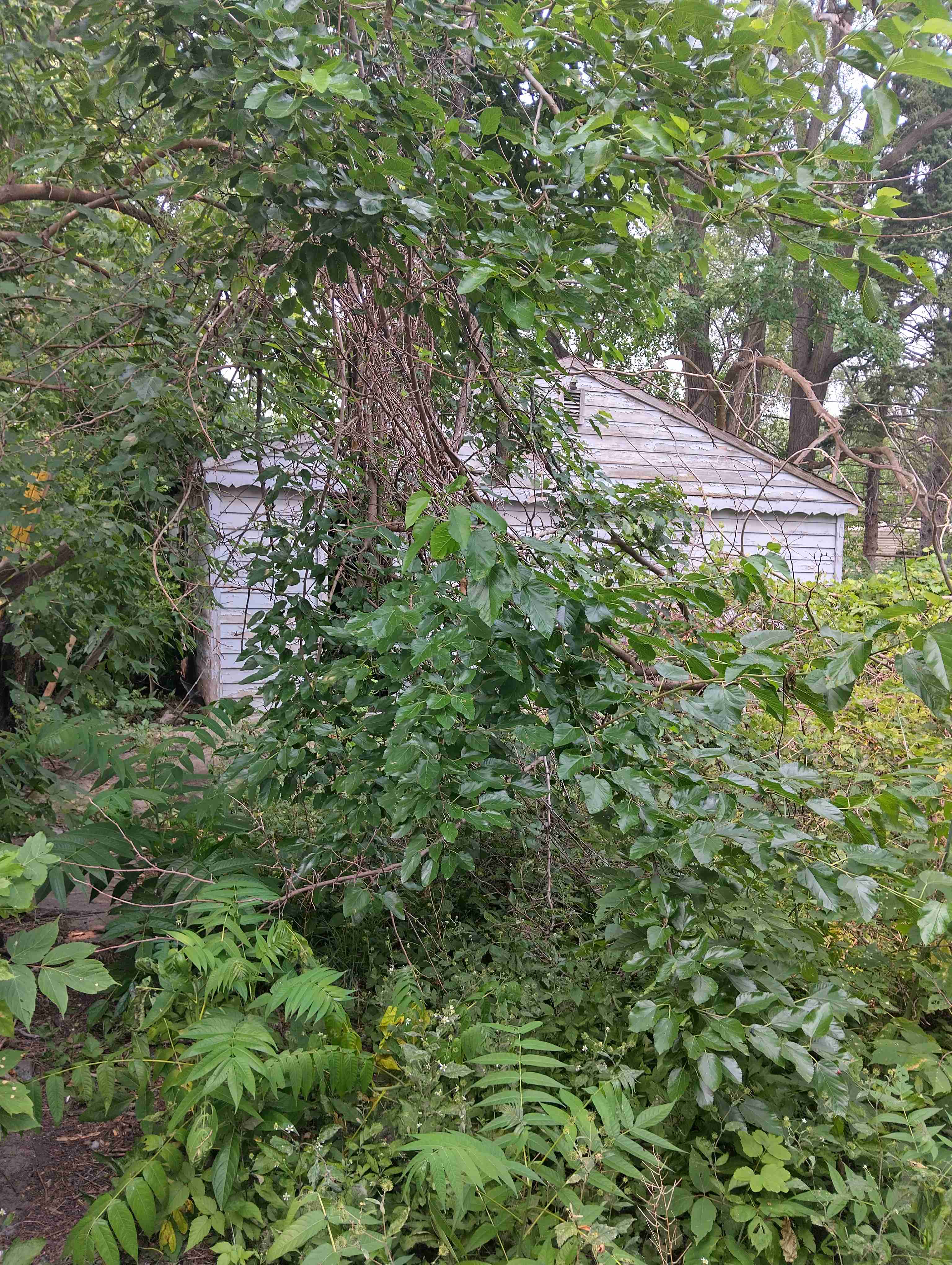IMG_20260716_133218_HDR.jpg