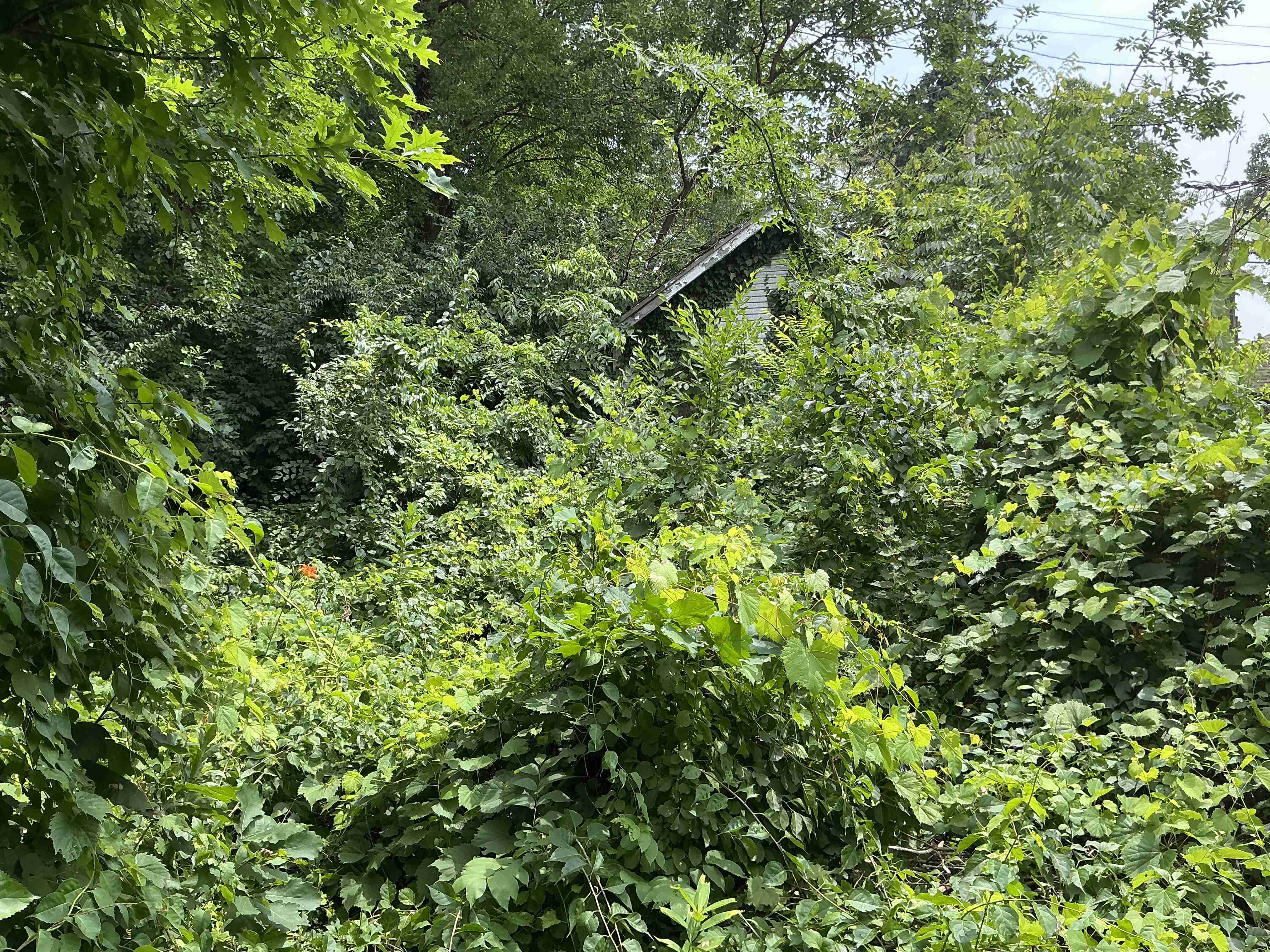 IMG_2583.jpeg