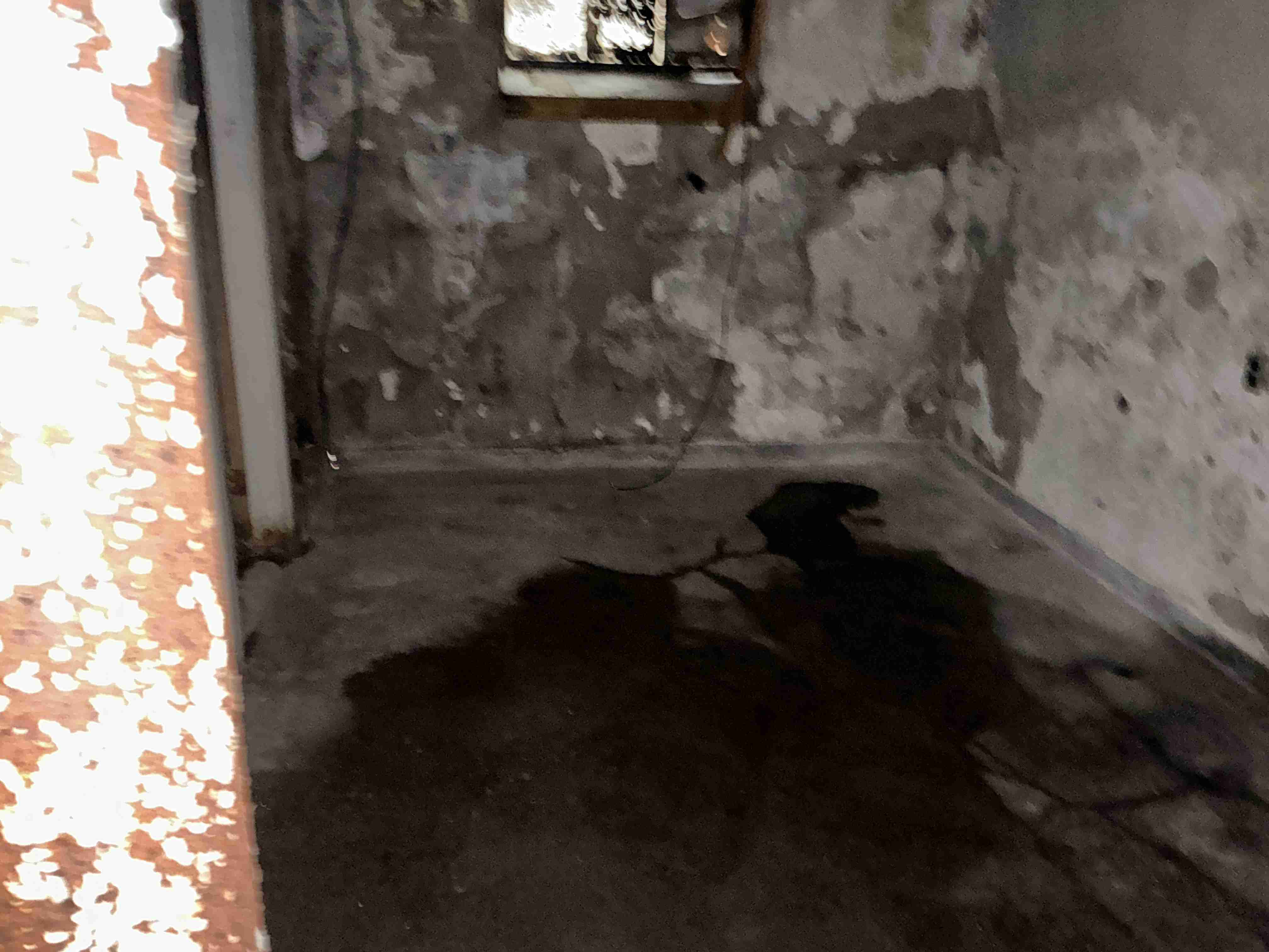 IMG_7009.jpeg