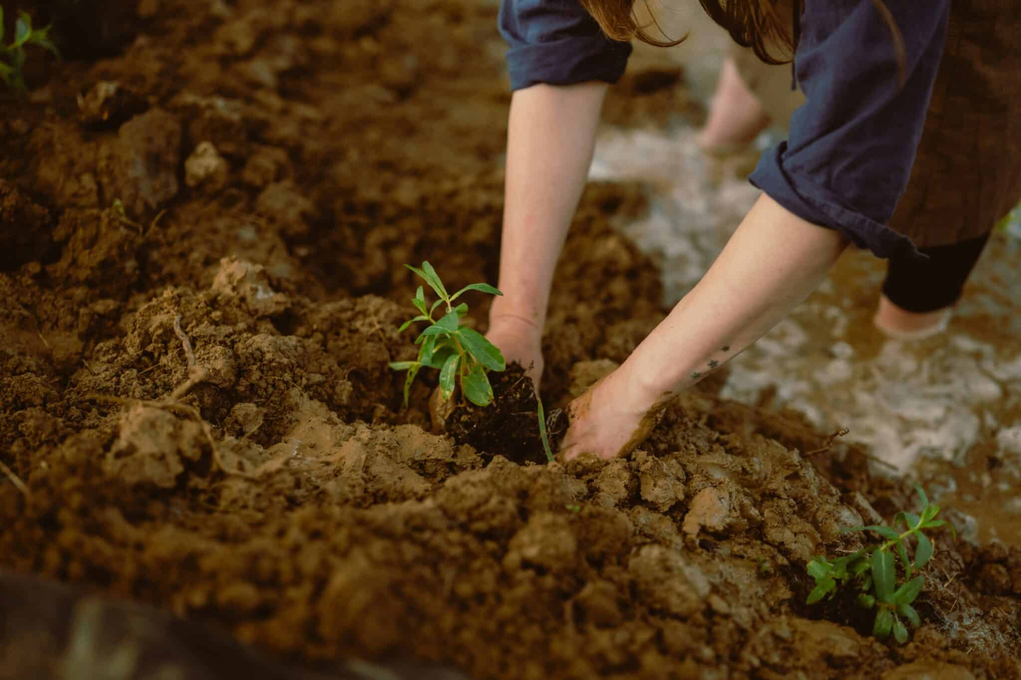 Hands planting a tree