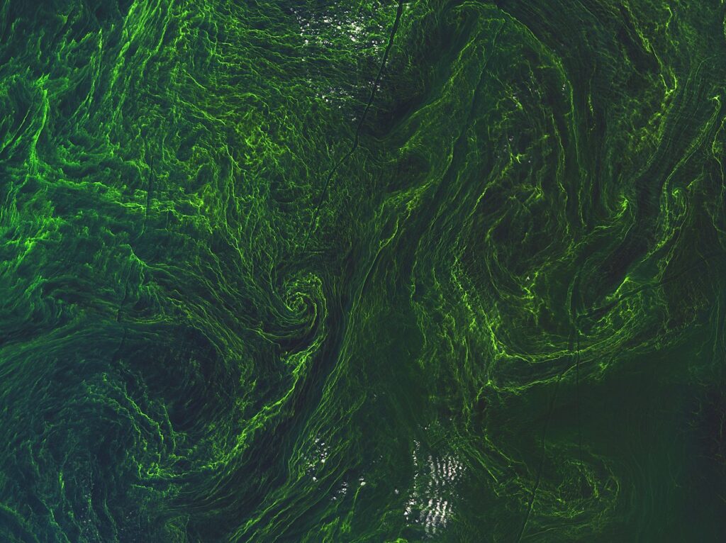 Algae blooms