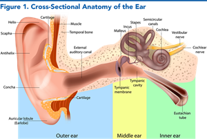 Figure 1. Cross-Sectional Anatomy of the Ear