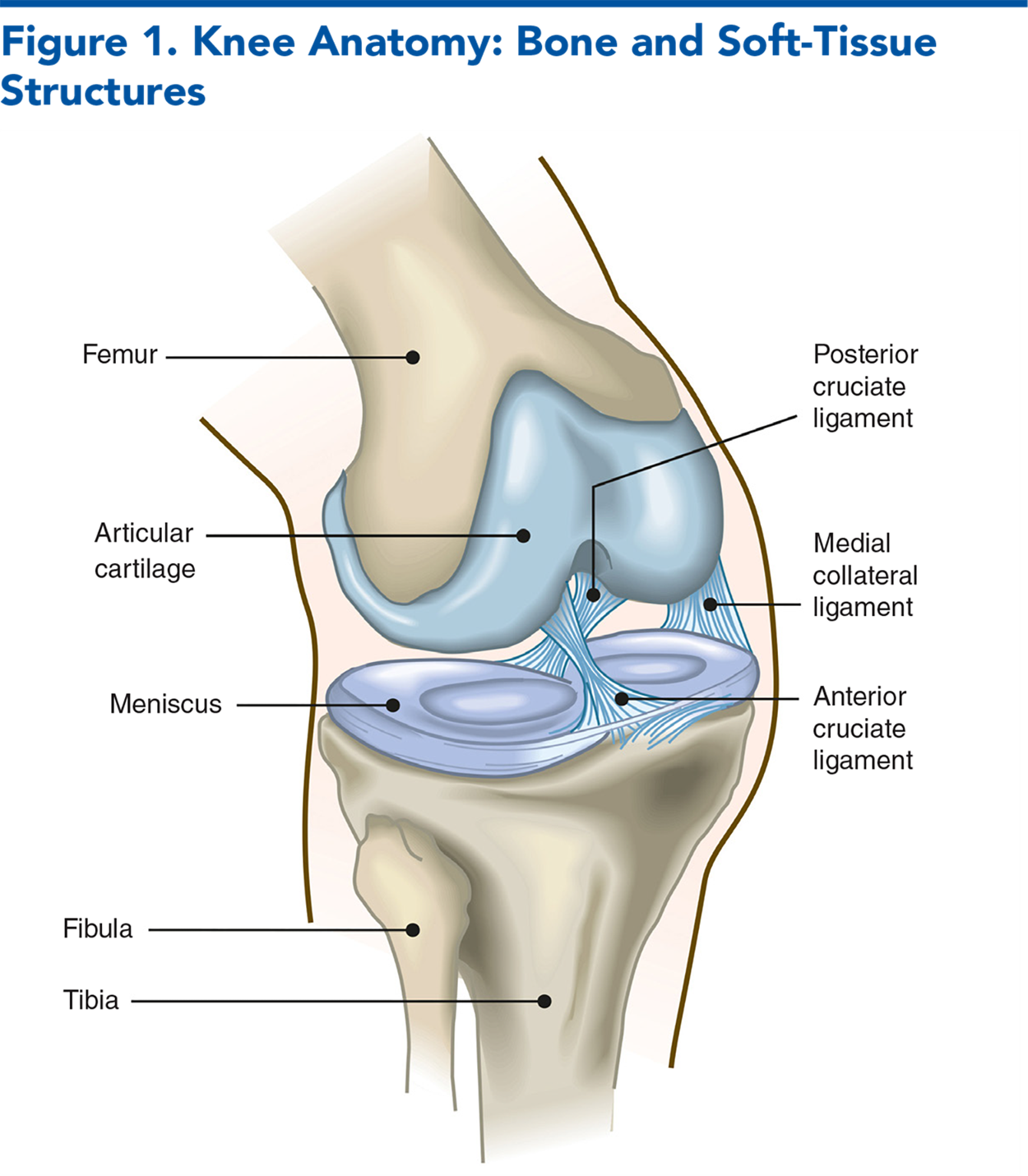 Figure 1. Knee Anatomy: Bone and Soft-Tissue Structures
