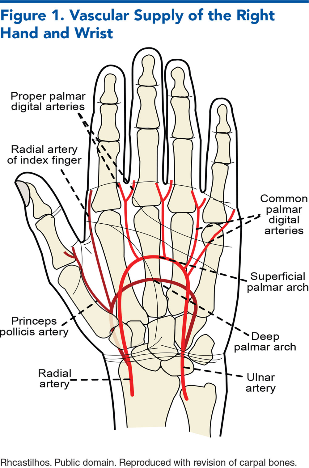 Figure 1. Vascular Supply of the Right Hand and Wrist