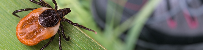 tick on the leaves
