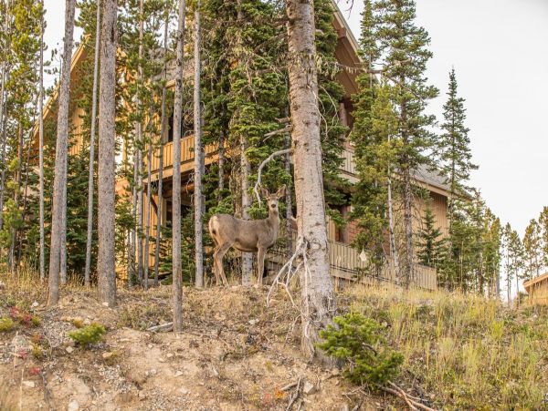Big Sky Home 1000133
