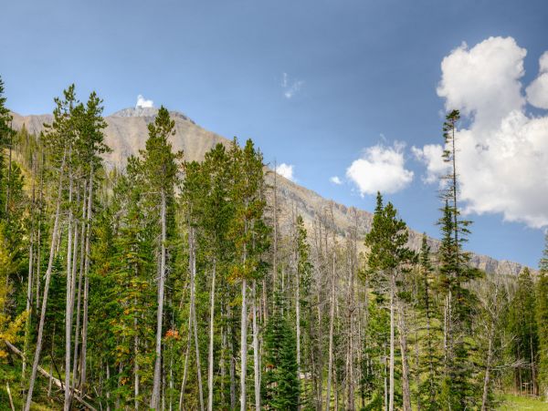 Big Sky Home 1000194