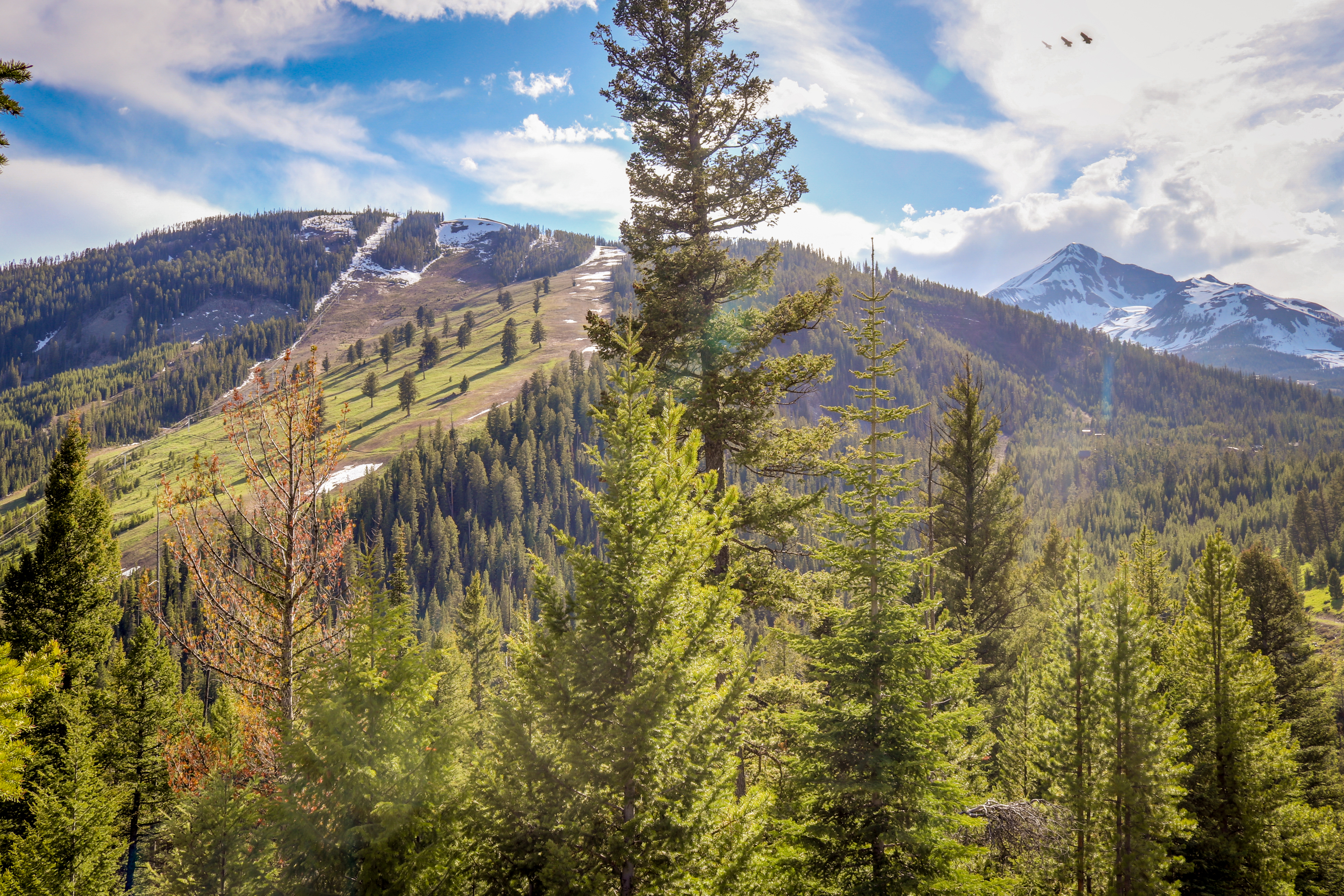 Big Sky Home 1000437