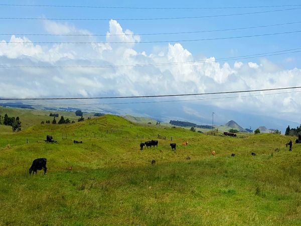 Kohala Coast Home 1000843