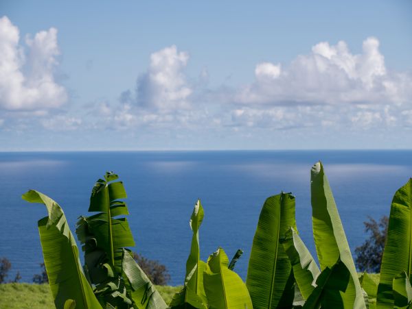 Kohala Coast Home 1000844
