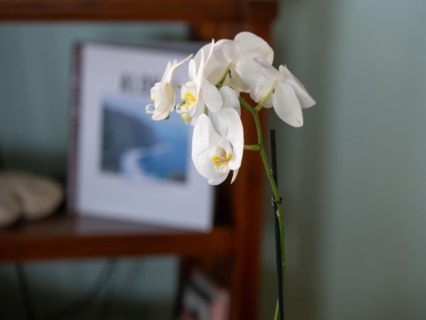 Kohala Coast Home 1000844