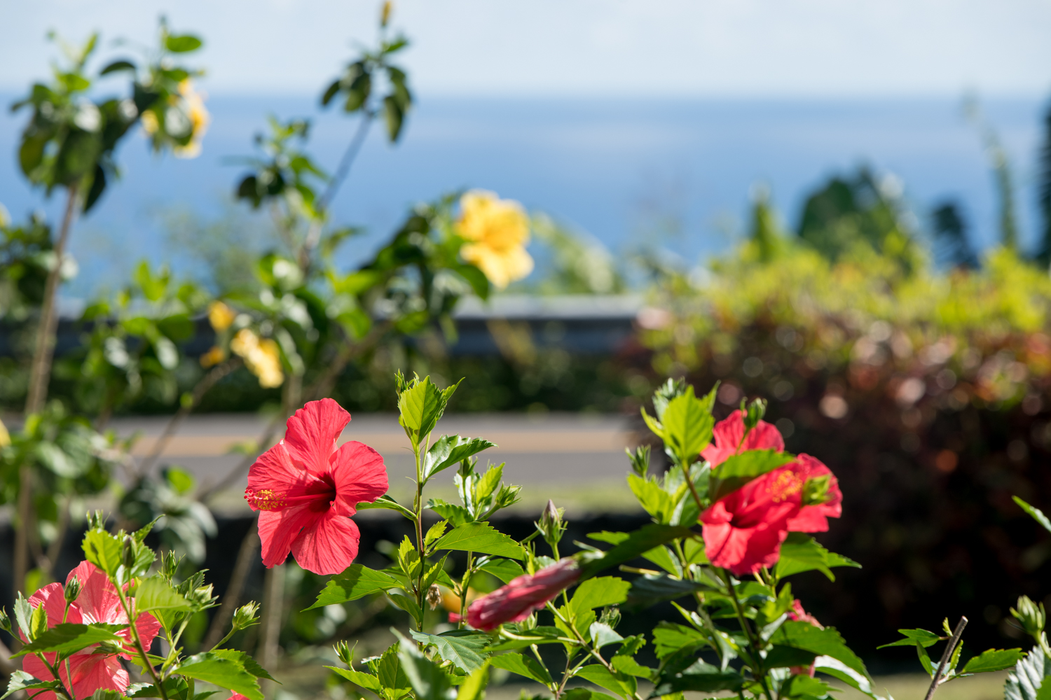 Kohala Coast Home 1000844