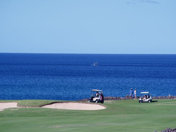 Kohala Coast Condo 1000851
