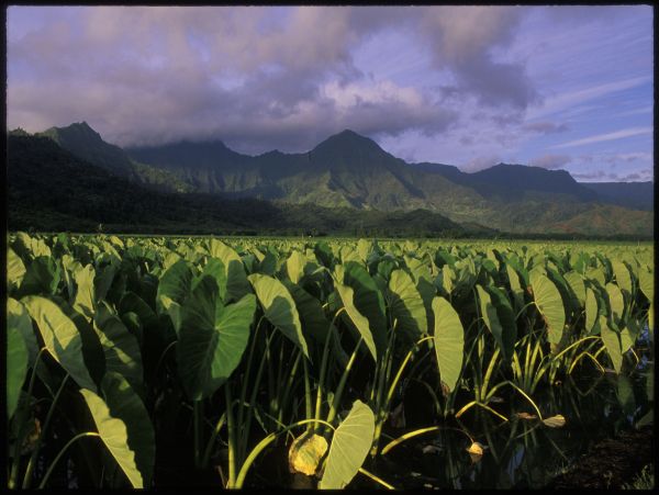 Hanalei Home 1000965