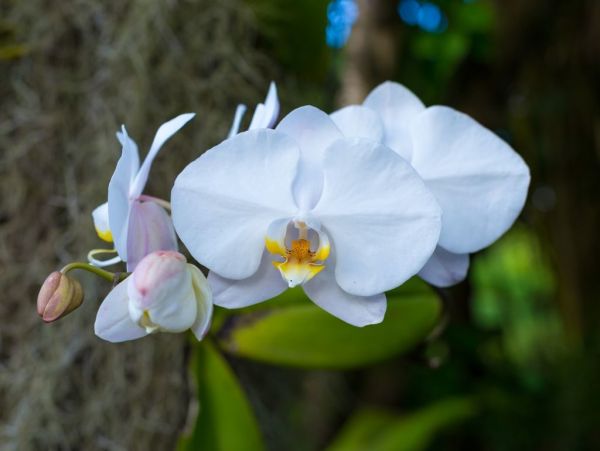 Hanalei Home 1001774