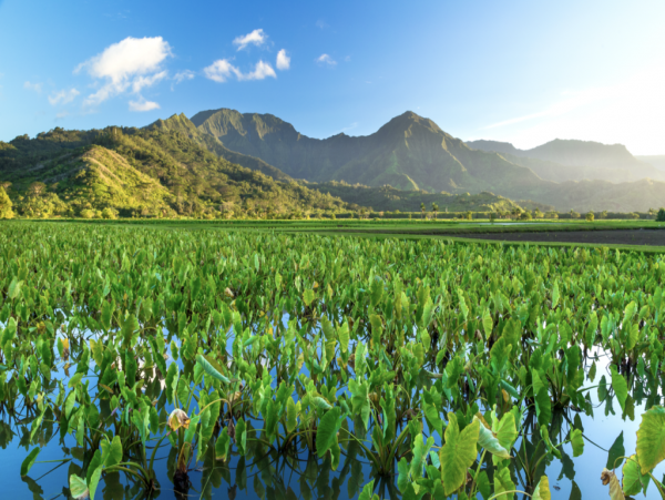 Hanalei Home 1001775