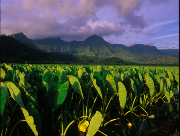 Hanalei Home 1001785