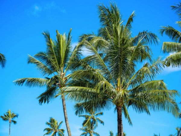 Hanalei Home 1001791