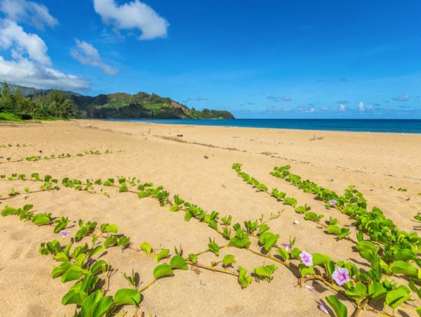 Hanalei Home 1001794