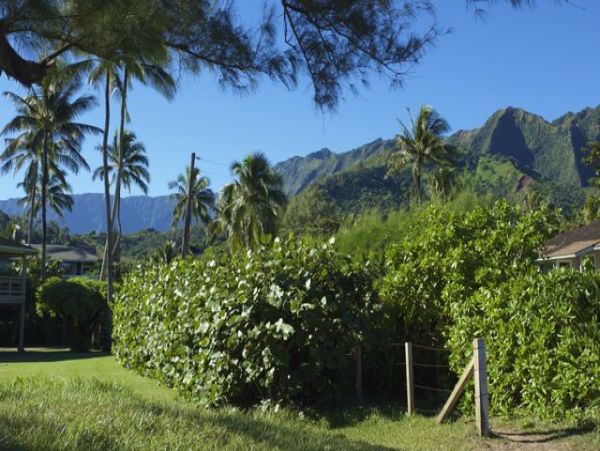 Hanalei Home 1001824