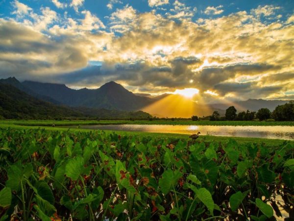 Hanalei Home 1001852