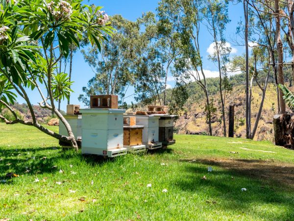 Northshore Oahu Home 1001922
