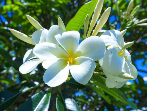 Princeville Home 1001963