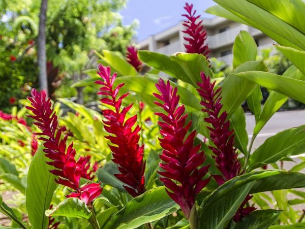 Koloapoipu Condo 1002061