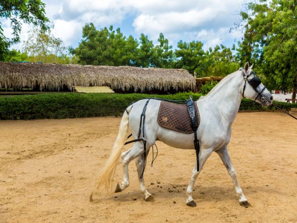 Dominican Republic Home 1003964