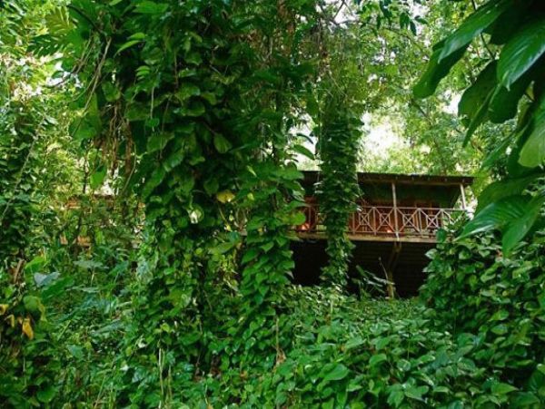 Jamaica Home 1004648
