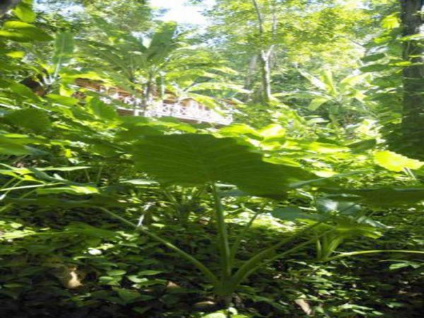 Jamaica Home 1004648