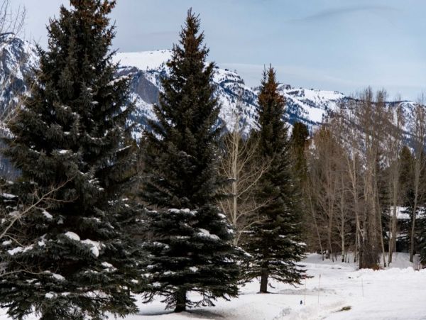 Jackson Hole Wy Home 1005186