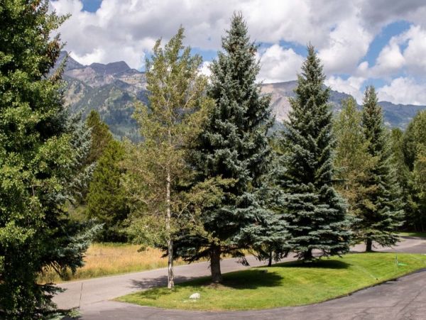 Jackson Hole Wy Home 1005186