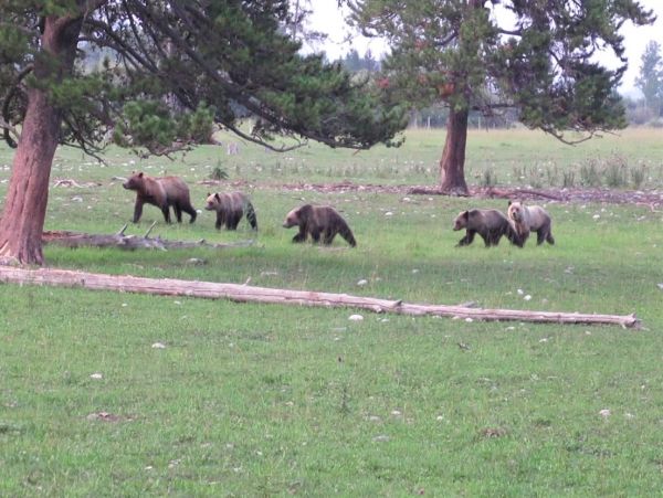Jackson Hole Wy Home 1005268