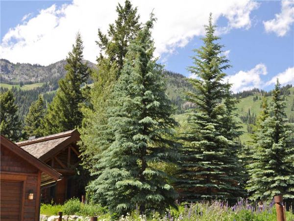 Jackson Hole Wy Home 1005281